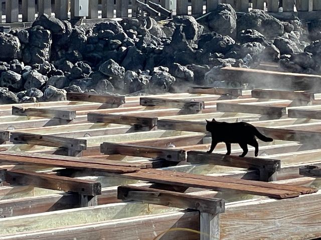 草津温泉の黒猫