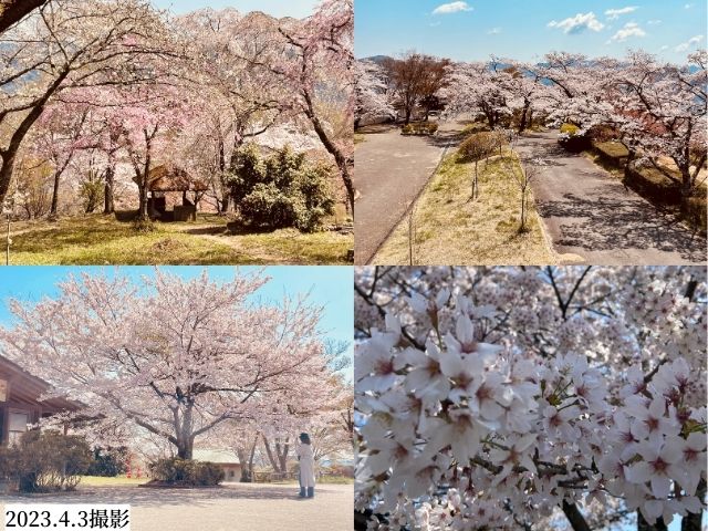 美の山公園　桜