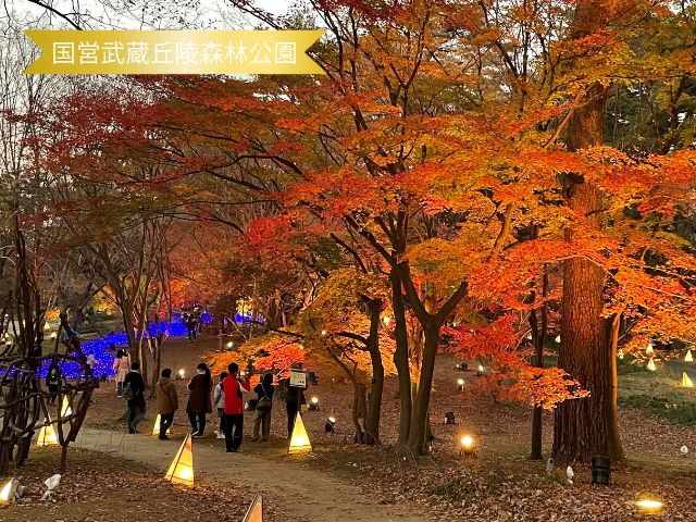 武蔵丘陵森林公園の紅葉
