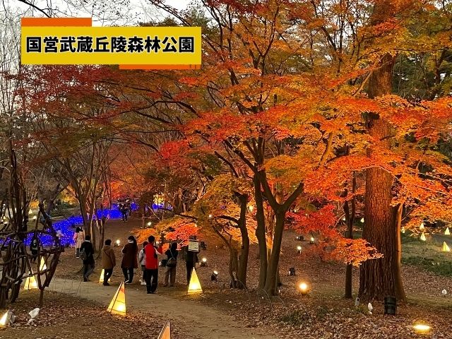 国営武蔵丘陵森林公園の紅葉