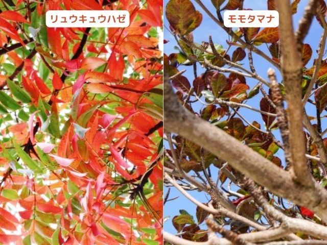 沖縄の紅葉する木