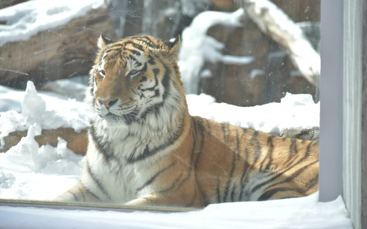 冬の那須でふれあいデート