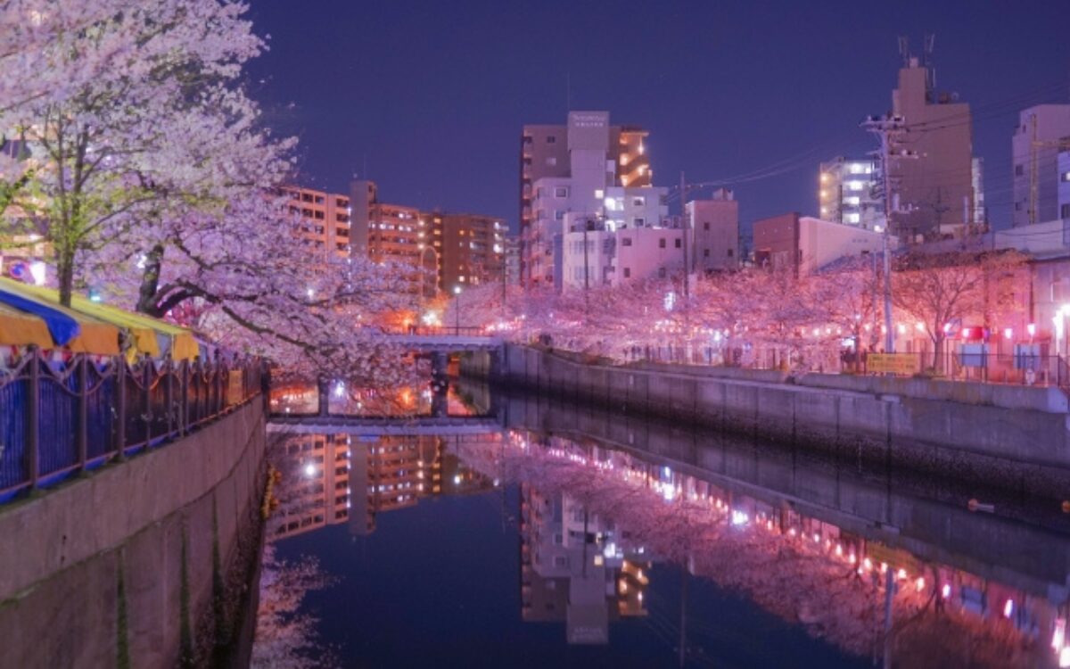 横浜　お花見デート　大岡川　夜景　夜桜