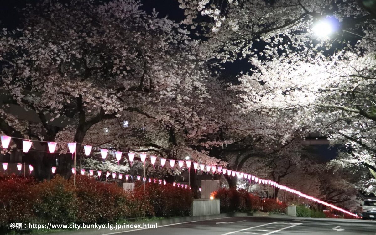 播磨坂さくら並木 桜デート　桜坂