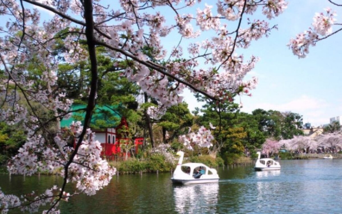 洗足池公園　桜デート　東京