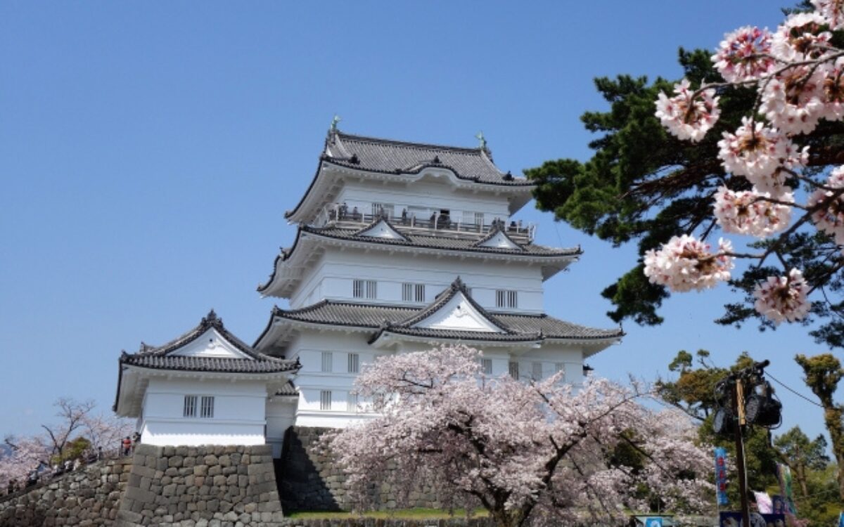 小田原城　お花見デート　