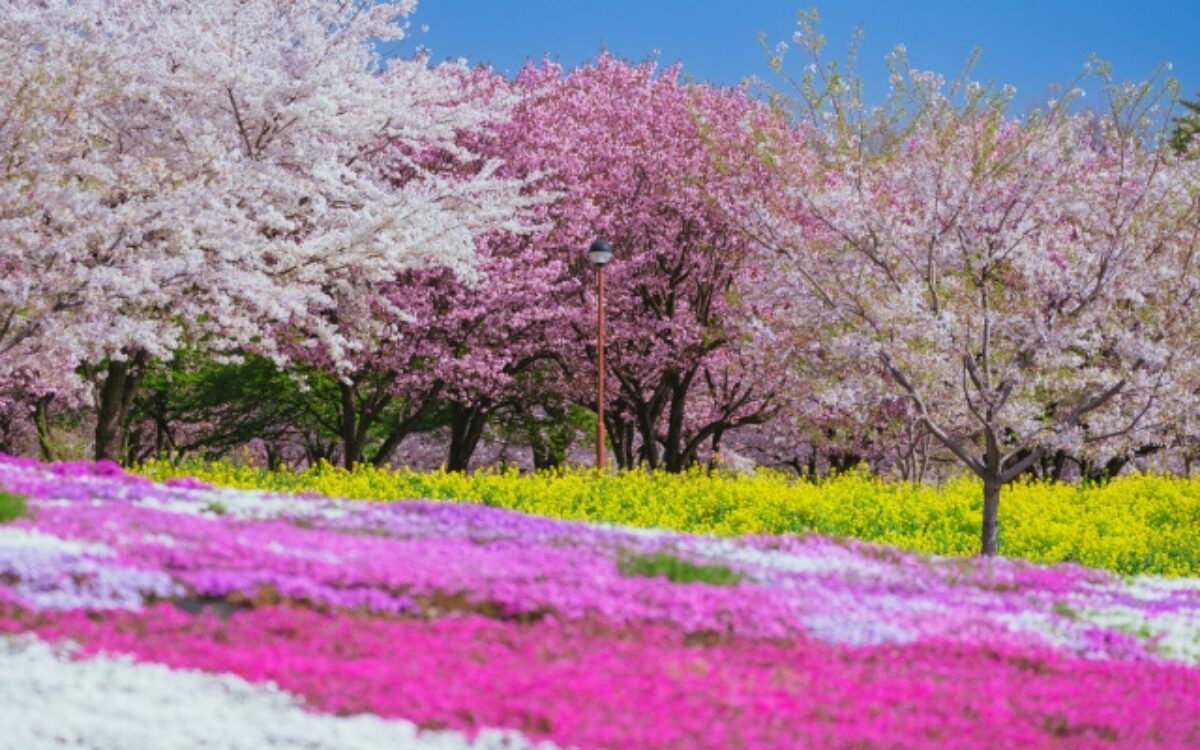 赤城南面千本桜　花見デート　桜の名所