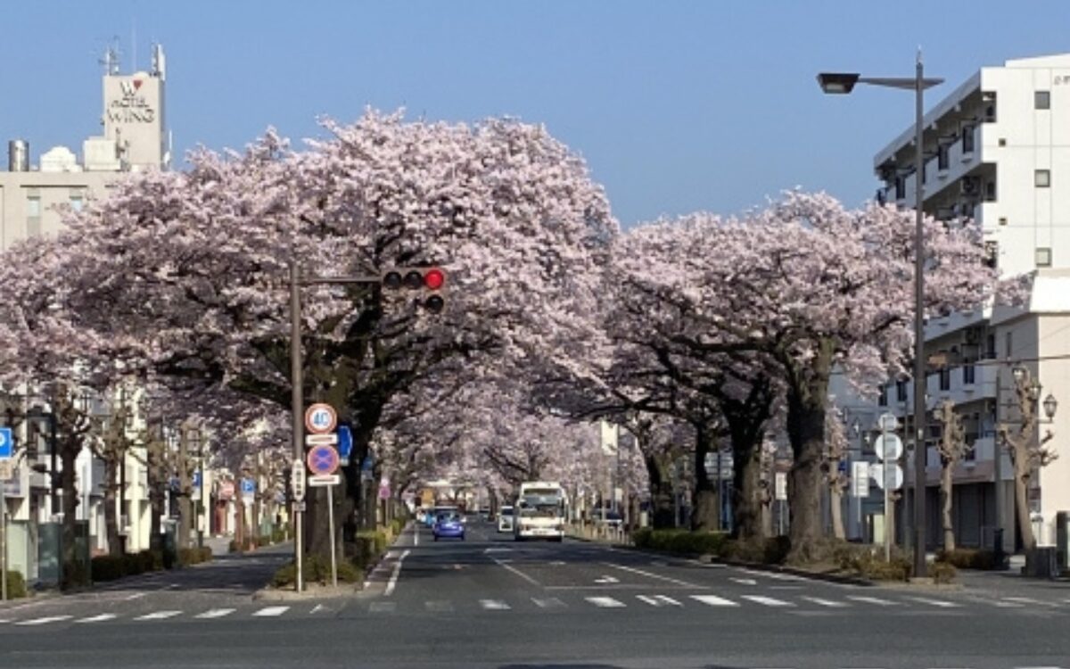 日立駅前平和通りの桜　桜デート　茨城の桜スポット