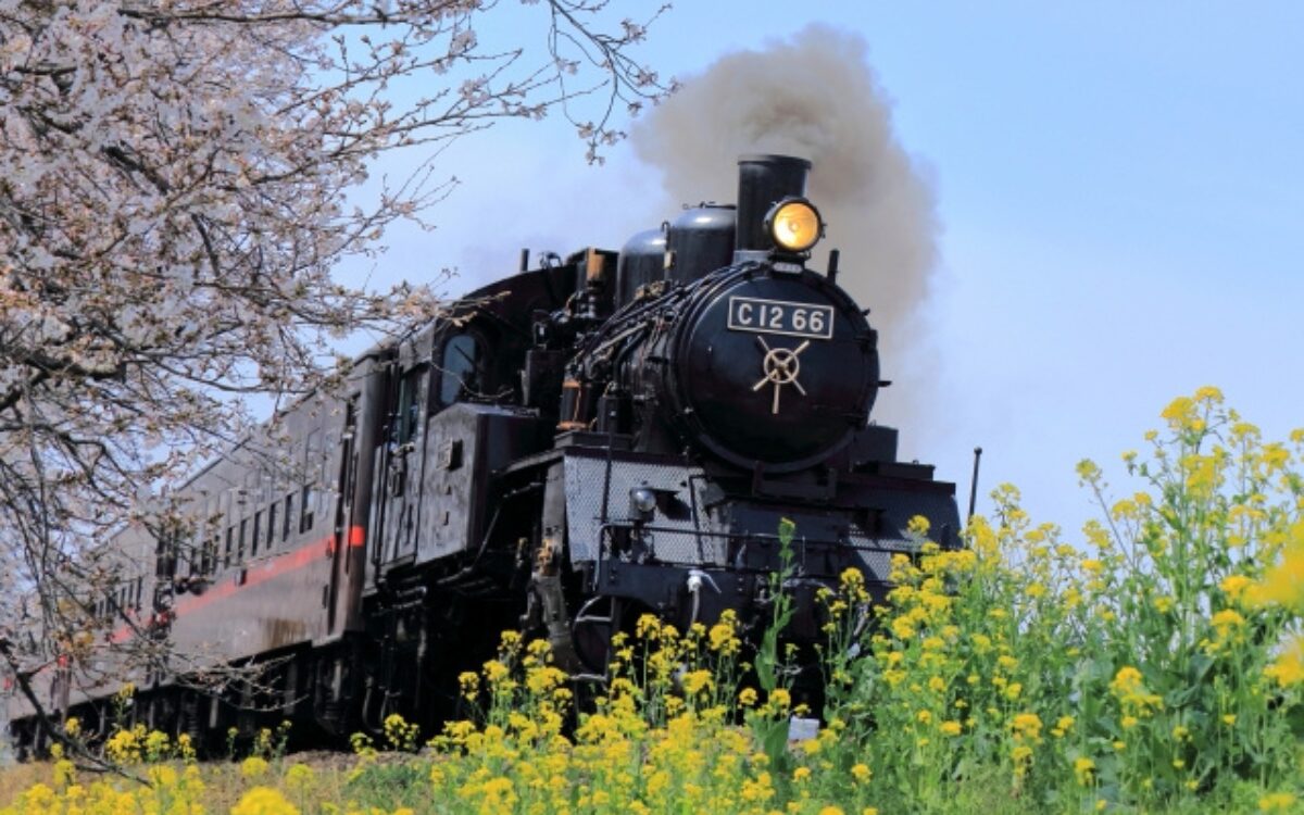 真岡鉄道　桜デート　桜と菜の花