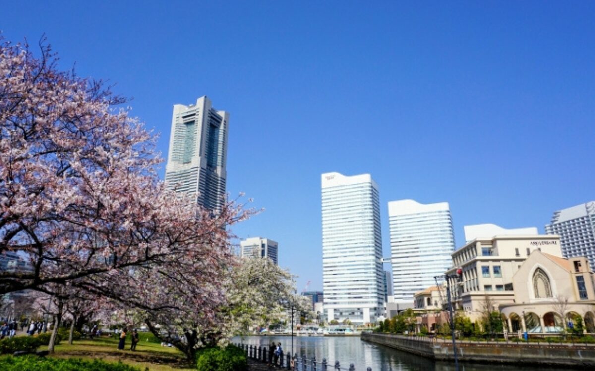 みなとみらい　お花見デート　横浜