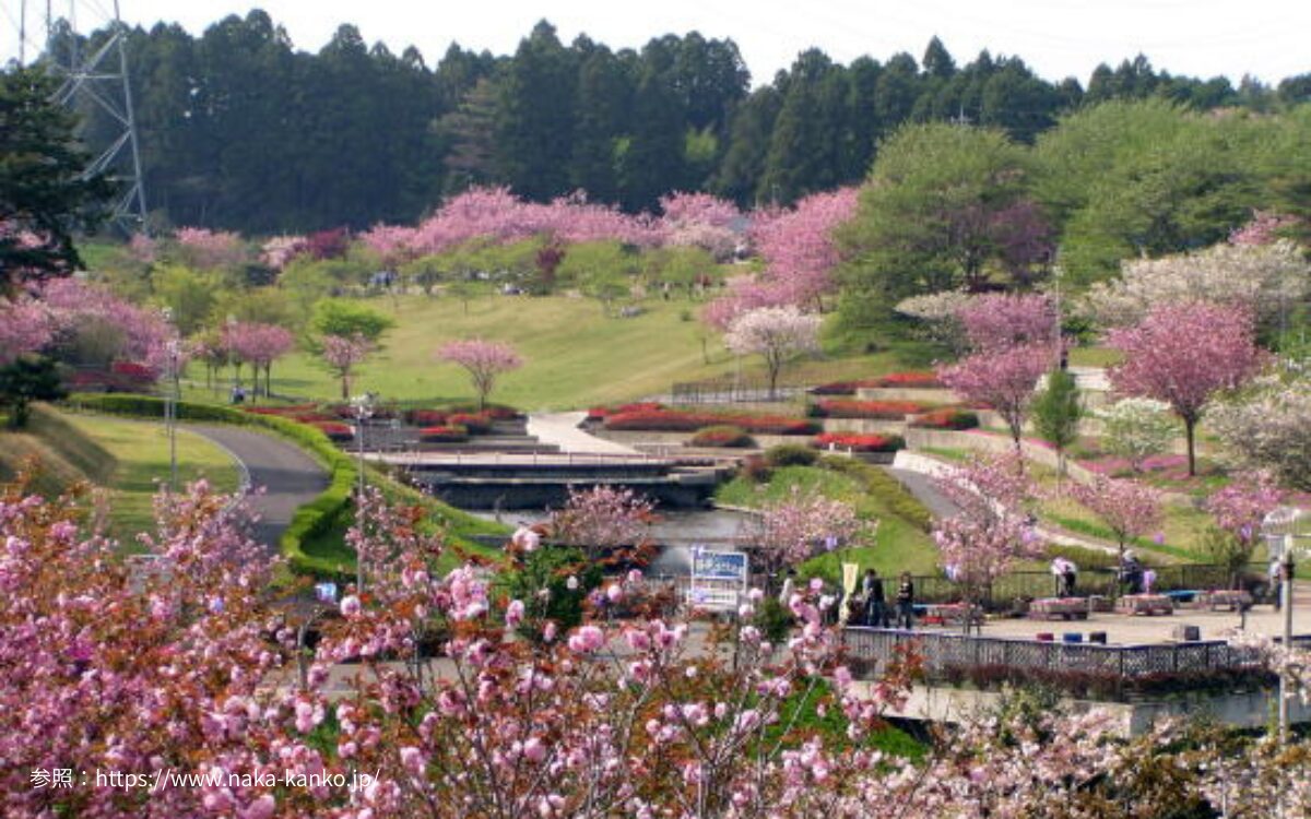 静峰ふるさと公園の桜　桜デート　茨城の桜スポット