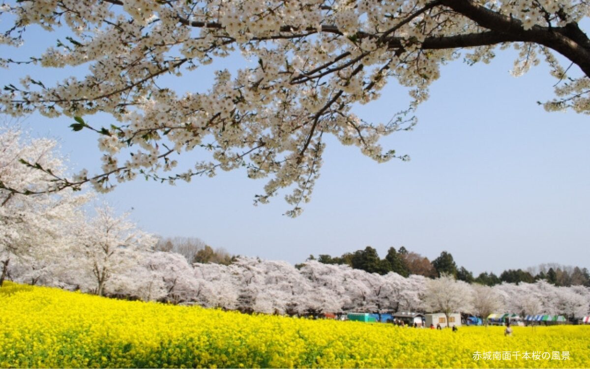 群馬　桜スポット　お花見デート　カップル