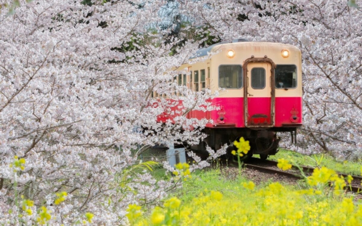 小湊鉄道　お花見デート　桜デート