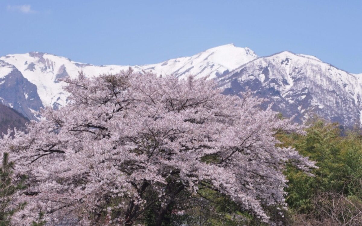 桜と谷川岳　春デート　桜スポット
