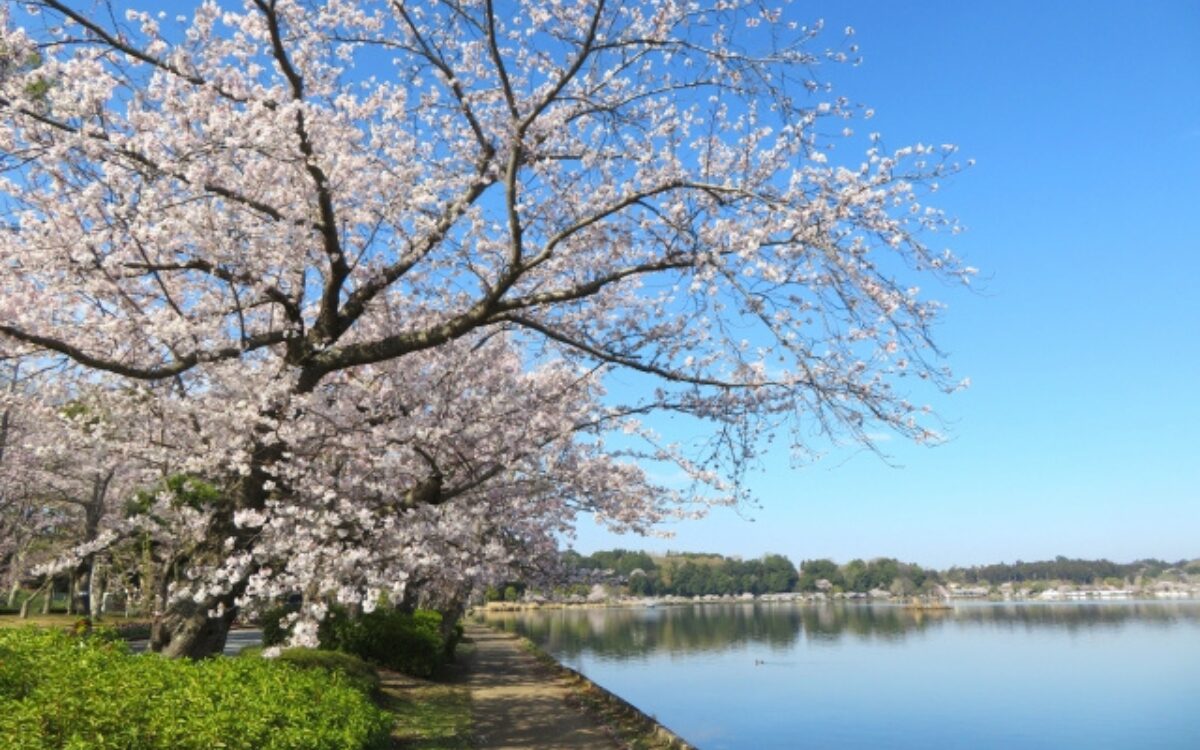 千波湖の桜　桜デート　茨城の桜スポット