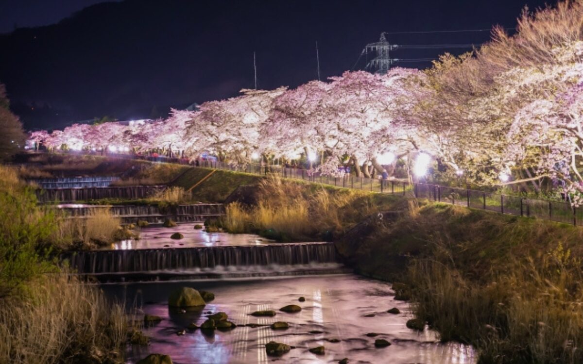 宮城野早川　お花見デート　箱根