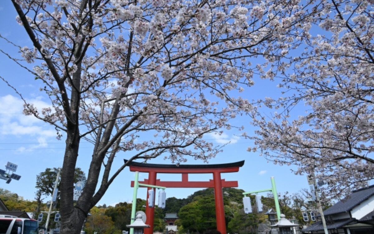 鶴岡八幡宮　お花見デート　鎌倉　