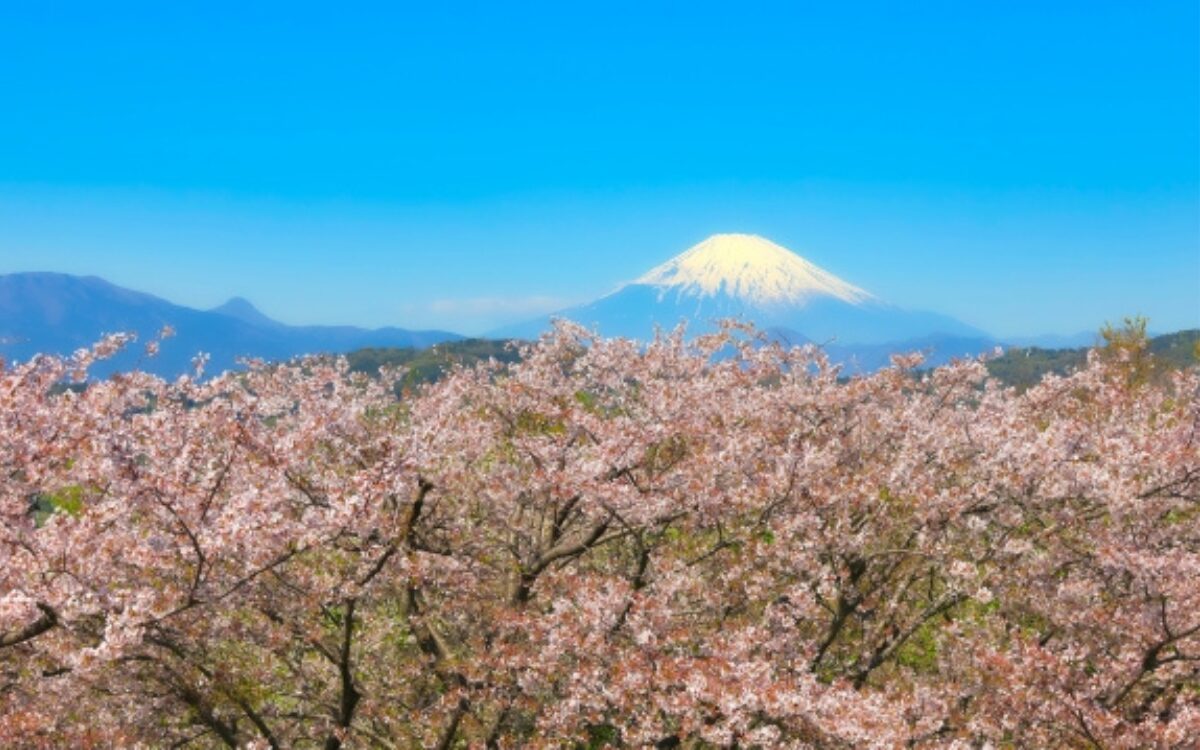 吾妻山公園　お花見デート　神奈川の桜スポット