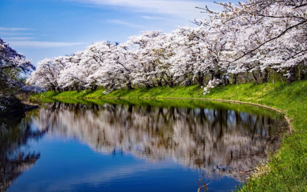 福岡堰の桜並木　桜デート　茨城の桜スポット