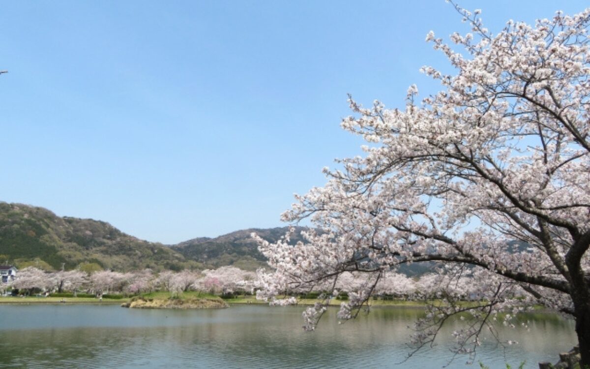 北条大池の桜　桜デート　茨城の桜スポット