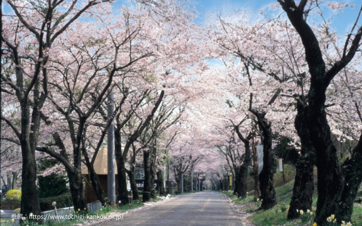栃木の桜デート　大平山　お花見