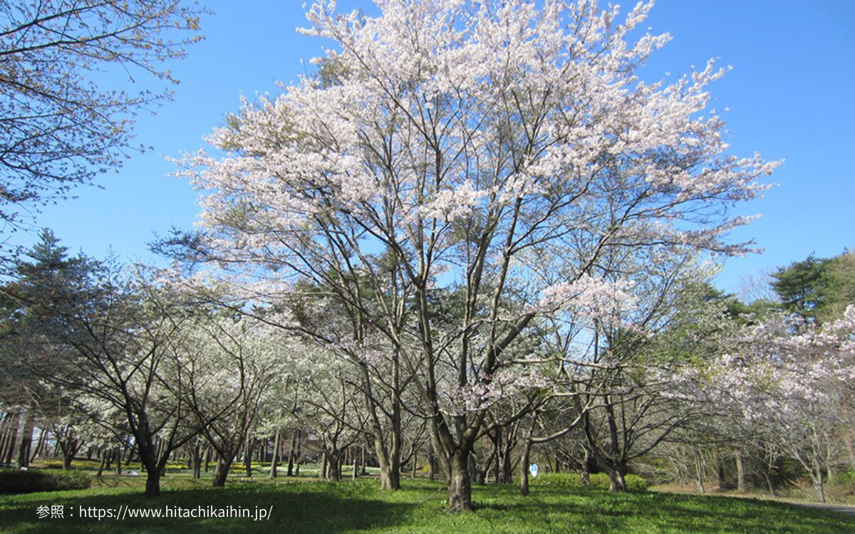 国営ひたち海浜公園の桜　桜デート　茨城の桜スポット