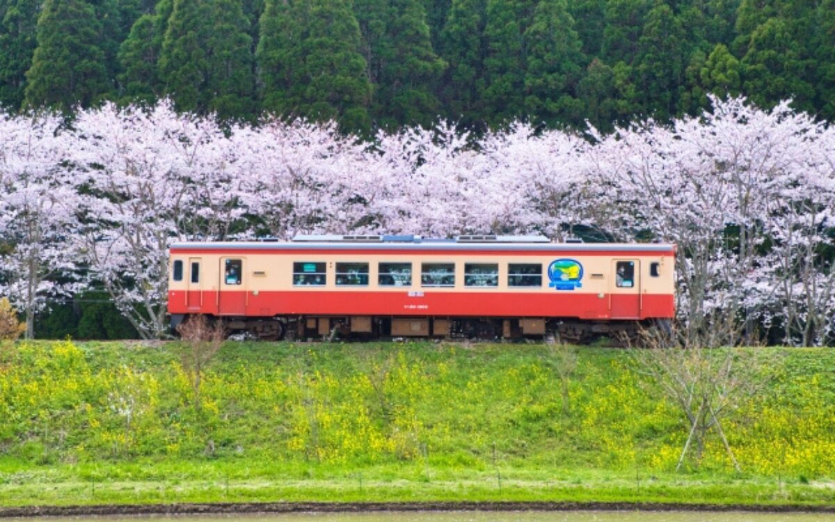 いすみ鉄道　お花見デート　桜デートスポット