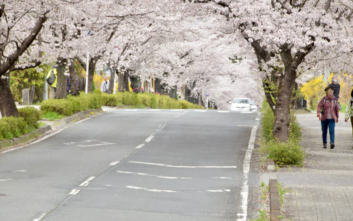 桜のトンネル　長瀞　デート　散歩