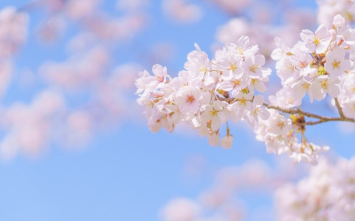 新たな出会いに向けた架け橋的な話