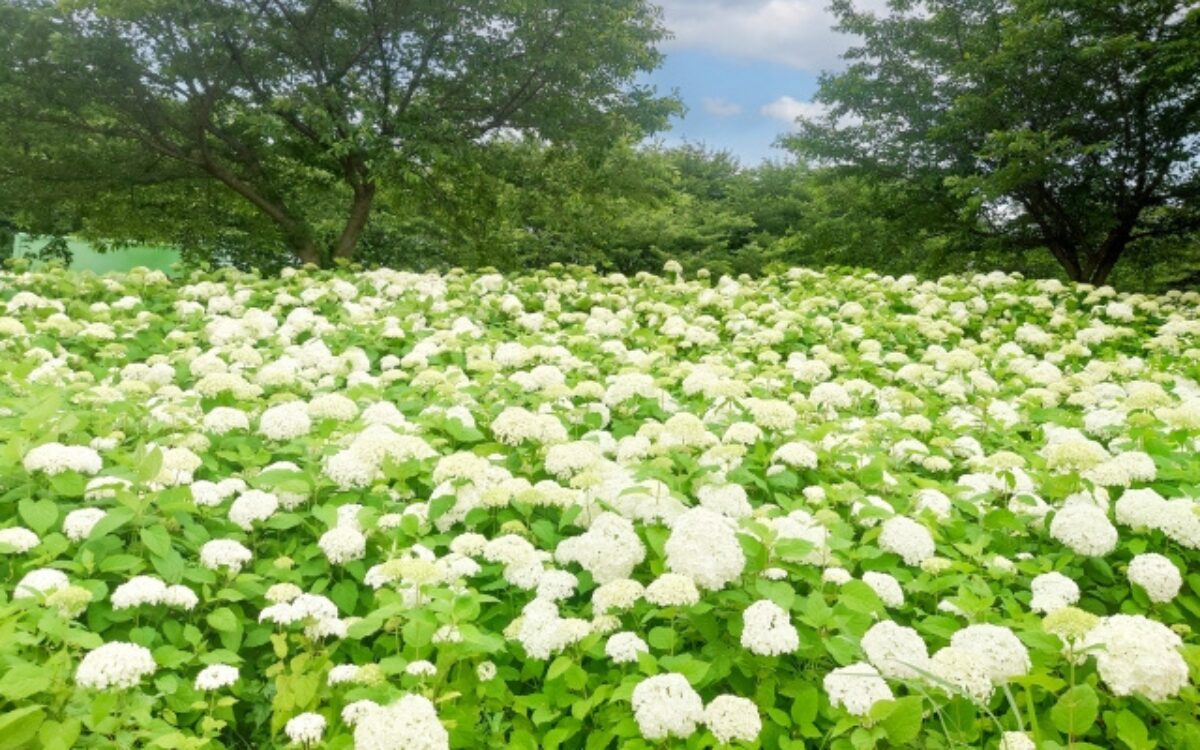 権現堂公園のアナベル